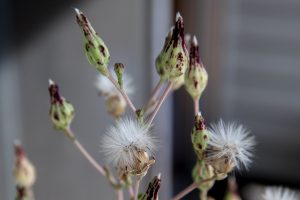 Lettuce seed ready to collect