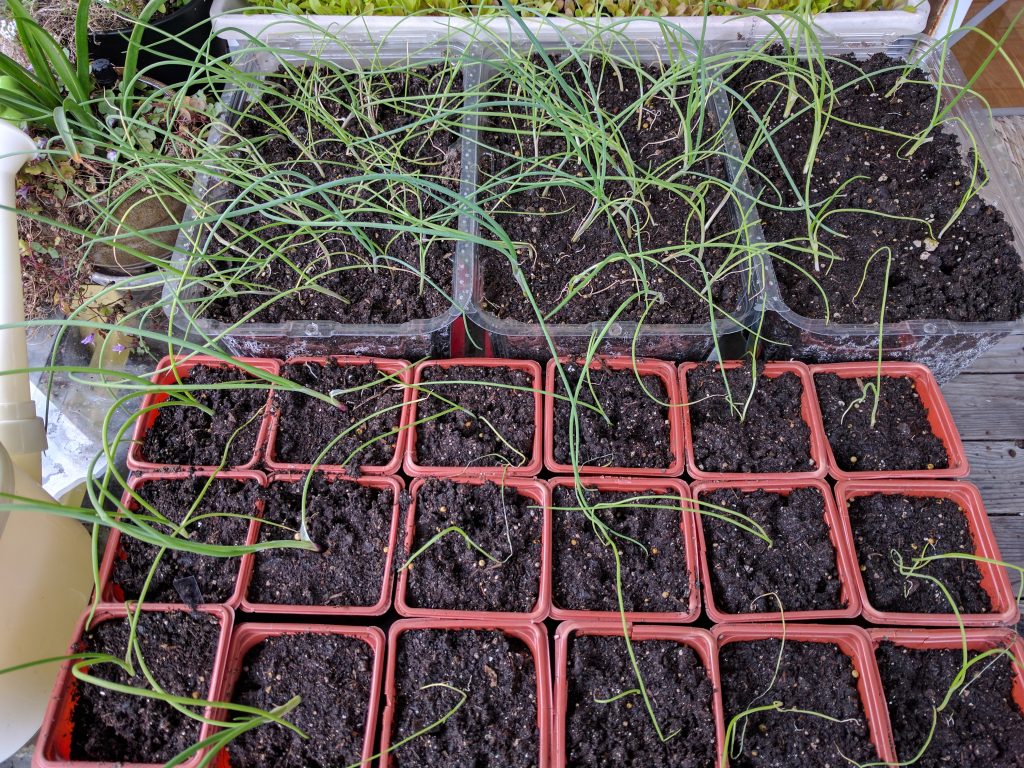 Top left: Tropeana Lunga Top center: Zebrune Top right: Ringmaster Bottom: Red Wing