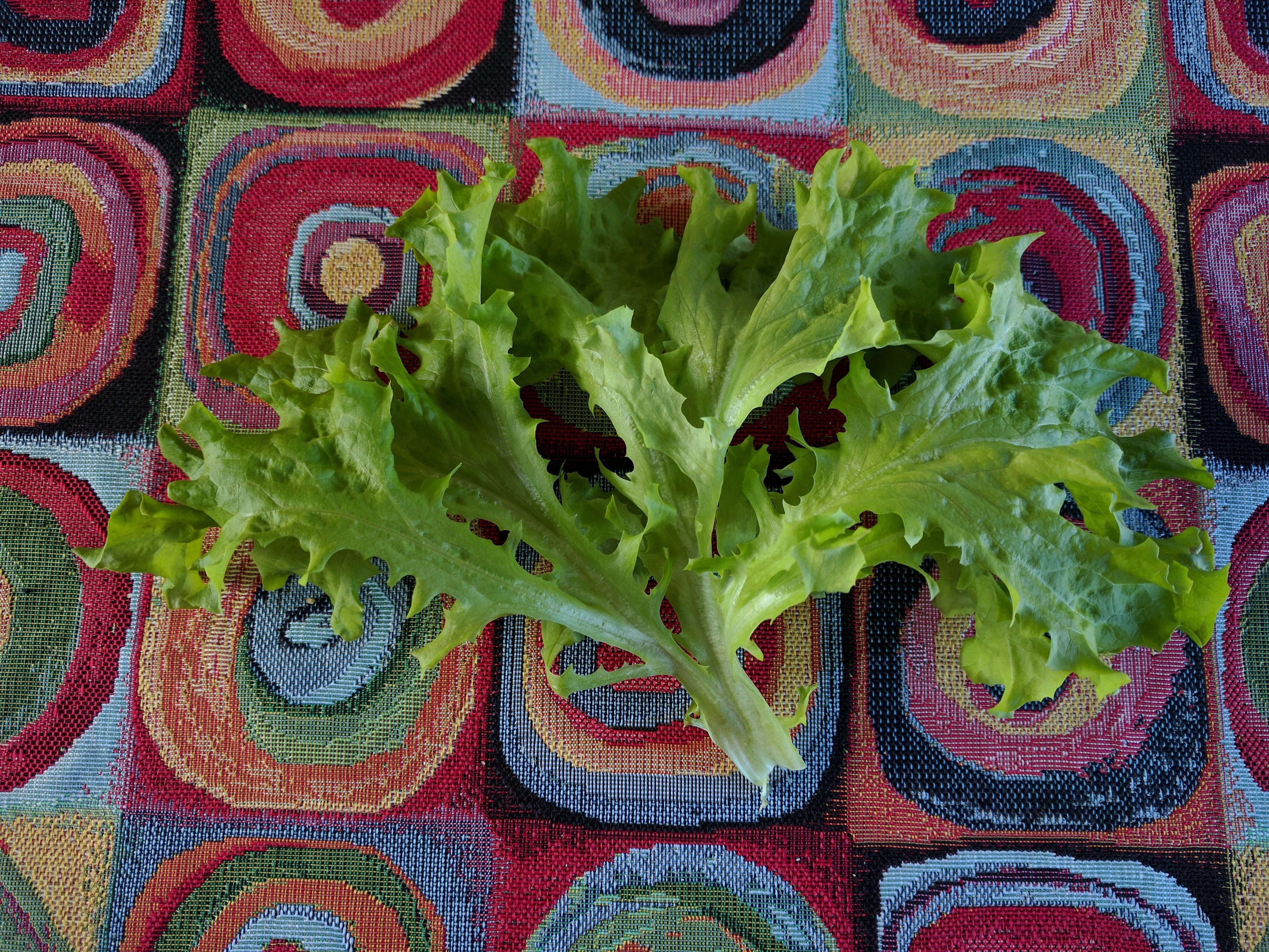 Gaviota Lettuce Leaf