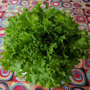 Mature Gaviota Lettuce grown in Kratky Method Hydroponics