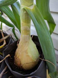 Ailsa Craig onion in fabric pot