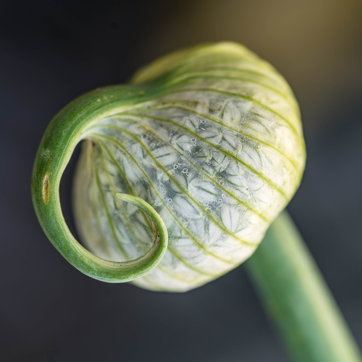 Ailsa Craig Onion Seedhead