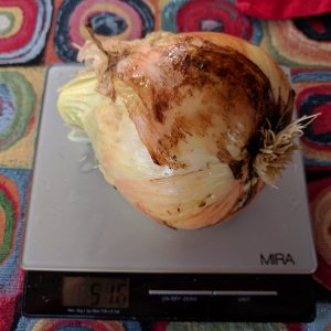 Ailsa Craig onion weighs in at 516 grams (1.1 1b)