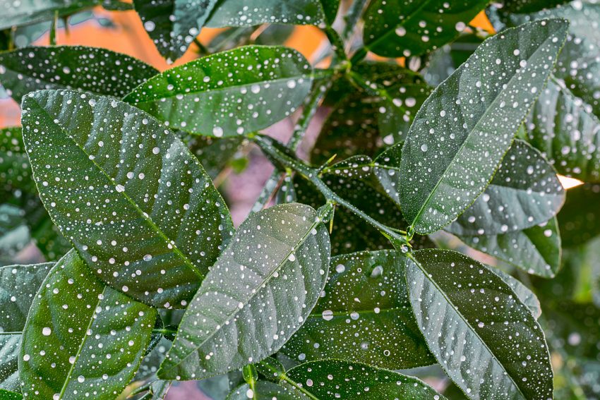 Key Lime Tree leaves covered in diatomaceous earth